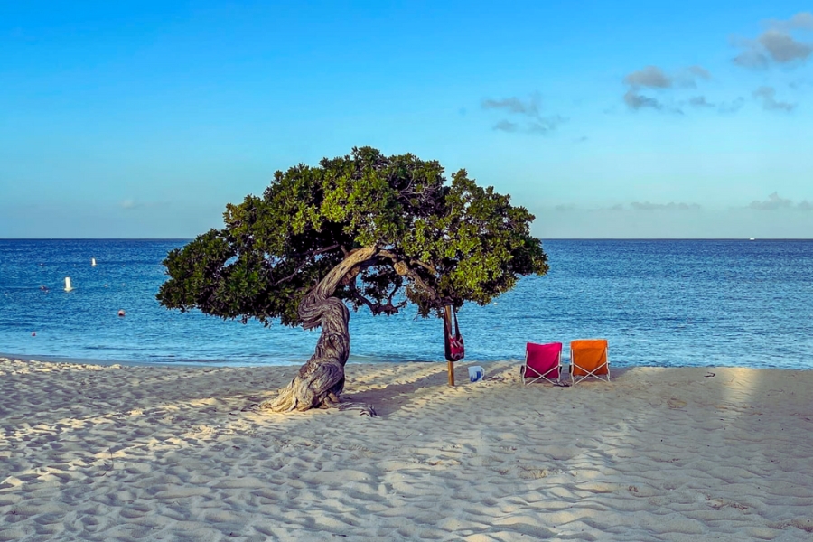 Rooted in the sand, shaped by the wind, Aruba’s iconic fofoti trees and the Caribbean Sea