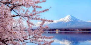 Pink cherry blossoms in the foreground with snow capped mountains in the distance