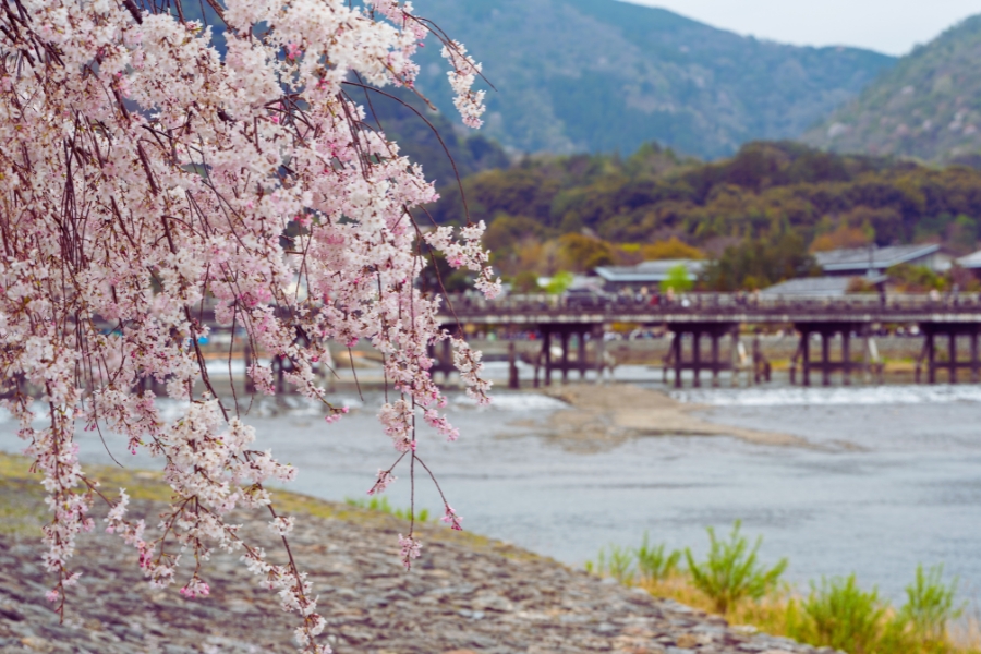 Kyoto in March Cherry blossom in Kyoto with the Togetsukyo Bridge in the distance