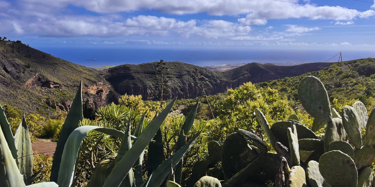 Cactus and mountain views in Gran Canaria from Caldera Bandama
